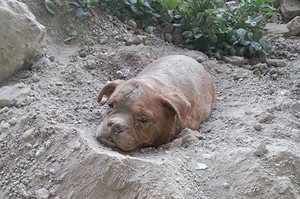 命不該絕！可憐老狗慘遭主人活埋，所幸路人經過及時救援保住一命