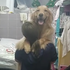 「我有人抱，你沒有」黃金獵犬給人抱起來後，一臉得意的四處炫耀！