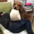 黃金獵犬超暖汪！看到主人熟睡小心跳上幫主人蓋被被超溫馨～沒發現自己咬錯被子超可愛！