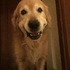 主人一回家，黃金獵犬就「咧嘴傻笑」，主人上前一看果然不單純！