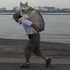 二哈剛散步就要爸爸揹牠，牠在把拔背上得意的樣子....網友表示：「這個把拔感覺腰快斷掉XDD」（影片）
