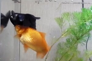 日本影片拍到健康金魚支撐「重病金魚」不沉落缸底，專家：「魚是有感情的」