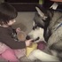 「我們一起吃～」小主人跟雪橇犬「一人一口」分享餅乾的樣子...網友表示：「史上最萌畫面！」（影片）