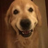 黄金獵犬對主人「咧嘴傻笑」，結果上前一看...當場被笑暈！！