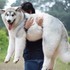 「超大隻還愛撒嬌！」這6隻超大隻還要主人抱抱的巨大汪... 真的讓人笑爆啦！！