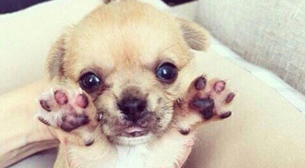 狗兒的肉球也是很萌滴 17張狗兒軟軟肉球照治癒您受傷的心靈 Ipetgroup愛寵物