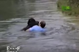 眼神在說「為什麼沒有人救我？」...英勇男子冒險跳入動物園圍欄內，拯救差點溺斃的黑猩猩！