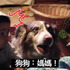 狗狗為了搶寶寶食物，竟「進化開口」叫媽媽！主人瞬間笑到翻！！（附影片）