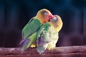 「歐爸人家會害羞啦！」誰說只有人類可以放閃，這些小鳥的浪漫法式接吻讓人超級害羞！