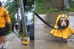 才上傳與狗狗一起穿雨衣的圖，臘腸就被修成「飄浮大師」...真的超爆笑！