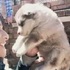 阿拉斯加剛來時超小隻，沒想到才短短幾個月牠竟變成了「小獅子」網友笑噴：奶奶養大的！