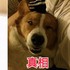 養之後形象完全幻滅！這些養了之後原形畢露的汪汪....網友表示:「每張圖都超爆笑！」（多圖）