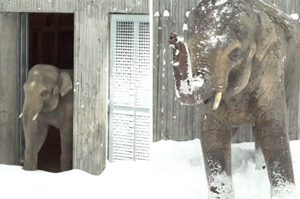 動物園因大雪閉園，員工滑雪前往檢查動物健康，結果動物的反應讓人融化！