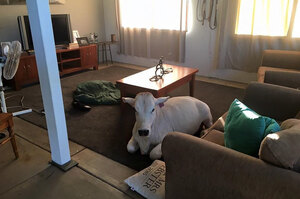 真的寵壞了！這隻可愛的小牛牧場待膩了竟然自己闖入屋內在客廳休息