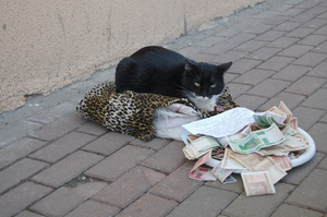 自己的罐罐自己賺！貓咪在路旁「乞討」，看到有人路過就喵叫：「把錢交出來！本喵沒錢買罐罐惹～」