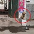網友帶兩隻黃金獵犬回家，兩隻汪汪卻待在門口當起「石獅子」走近一看差點沒笑瘋！