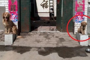 網友帶兩隻黃金獵犬回家，兩隻汪汪卻待在門口當起「石獅子」走近一看差點沒笑瘋！