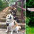 藝人全都靠邊站！柴犬界「偶像天團」網路爆紅！然後修圖大戰就開始了... XD