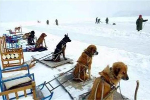 雪橇犬長時間工作累倒在雪地...看完還忍心搭雪橇嗎？