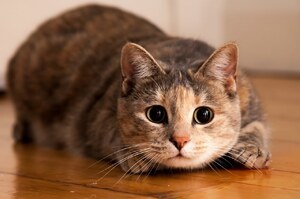 貓咪真的可以「看到鬼」嗎？不用再自己嚇自己了！專家解釋為什麼貓咪會盯著某處看！
