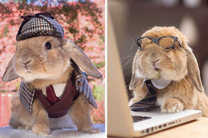 潮到出水！這隻叫做「PuiPui」的兔兔引領兔界時尚風潮甚至擁有個人攝影師與造型師