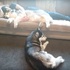 把拔睡覺只抱一隻雪橇犬，另外一隻委屈的樣子....網友：「我來抱你!!!!」（影片）