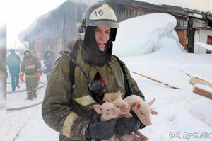 「只要是生命我們都救！」養豬場發生大火，俄羅斯消防員合力搶救小豬...網友：「這就是大愛！」