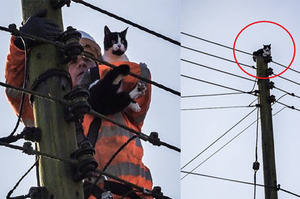 貓咪受困9公尺高電線杆長達一天，警消花了一番功夫救援後喵喵竟然...網友：「你們緊張甚麼啦！」