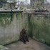 動物園裡的悲歌 你還在以為動物園裡的動物都很快樂安詳嗎？攝影師用一張照片告訴你動物的無盡哀愁