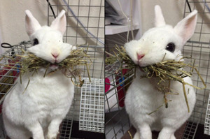 「鼻要跟偶搶！」網友要將最愛的草箱沒收，兔兔立刻把草全部塞進嘴巴...真的是太可愛了！