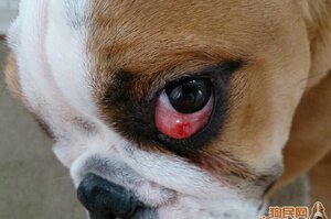 您家愛犬也有櫻桃眼的困擾嗎? 專業獸醫師Sherry Weaver博士為您分析治療方法的選項與其優缺點