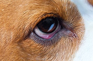 狗狗眼睛疾病的護理
