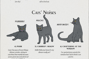 貓咪行為學：他們想告訴你什麼？