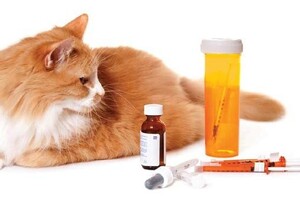 你家貓咪是糖尿病危險群嗎？快點進來長知識吧！