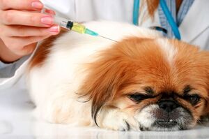 狗狗的糖尿病是什麼？該怎麼預防？