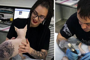 藝術家在自己的貓咪身上刺青，引起網友公憤....網友表示：「刺青是為了滿足你自己的私慾吧！！」