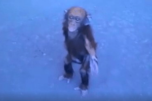 年幼黑猩猩孤獨邊哭邊流浪，對著鏡頭伸手求助的樣子哭翻網友！（影片）
