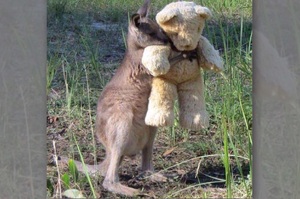 「抱著熊熊才有安全感～」這些動物們抱抱的照片....每一張都讓人萌翻了！