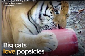 第一次看見冰棒！這些被救援的大貓咪吃滿足地吃冰棒的模樣....真的萌到爆炸！（影片）