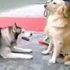 當二哈遇到導盲犬...小屁孩與男神瞬間形成鮮明對比～