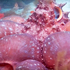 超驚奇！章魚見到潛水員立刻「變出8大泡泡」！以為牠在嚇跑敵人，結果海洋生物學家跳出來說...（附影片）