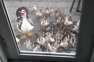 「這些是你孩子！你要負責！」鴨媽媽帶著一群小鴨來要贍養費....網友表示：「出來混是要還的XD」（影片）