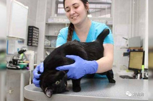 有了這隻「黑貓警長」在，來到動物醫院看病的寵物就再也沒害怕過了！