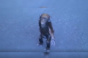 母親遭獵殺！小猩猩走上街頭向人類求救...伸手討抱抱的模樣真的讓人超心疼(影)