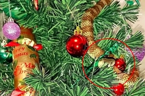 毒性全球排「前十」，劇毒虎蛇藏在聖誕樹中超像「裝飾品」，女子險與死神擦身而過！