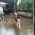 笑死了！「又大又兇的狗」賴著不走！警察杯杯急忙趕到卻發現...是在談戀愛 XD