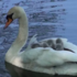 天鵝寶寶們藏在媽媽翅膀底下的樣子真的太可愛...網友表示：「我的老天鵝阿！！要融化啦！」（影片）