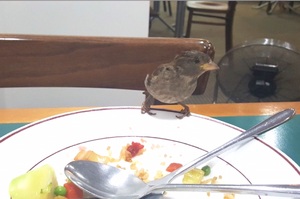 「今天吃啥阿～」男子每次只要吃中餐這隻鳥都會過來「吃便飯」...網友表示：「好會搭伙XDD」