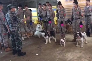 網路驚現「警犬訓練」帥照，仔細一看成員...這根本就是「問題兒童」團隊吧！？