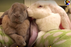 兔兔情侶無時無刻都黏在一起，牠們甜蜜吃飯睡覺的樣子....單身狗表示：「我要瞎啦！！！」（影片）